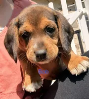 Bob, a male Beagle for sale in Kiel, WI – 1 of 4