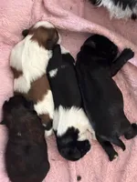 Princesses, a female Shih Tzu for sale in Lancaster, SC – Photo 2 of 2