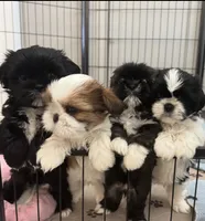 Princesses, a female Shih Tzu for sale in Lancaster, SC – Photo 1 of 2