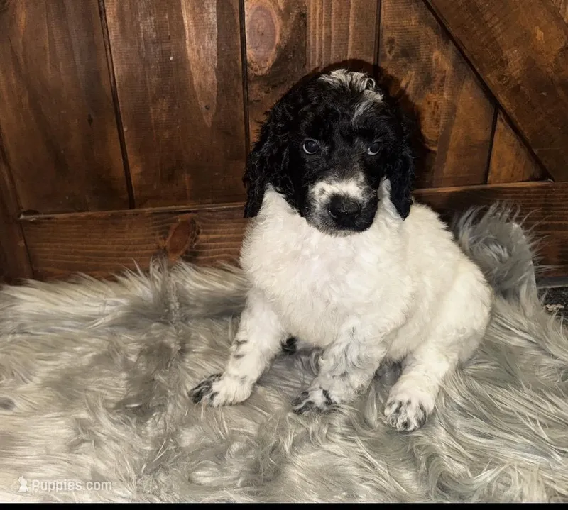Max , a male Poodle - Standard  for sale in Lancaster, SC – Photo 1 of 1
