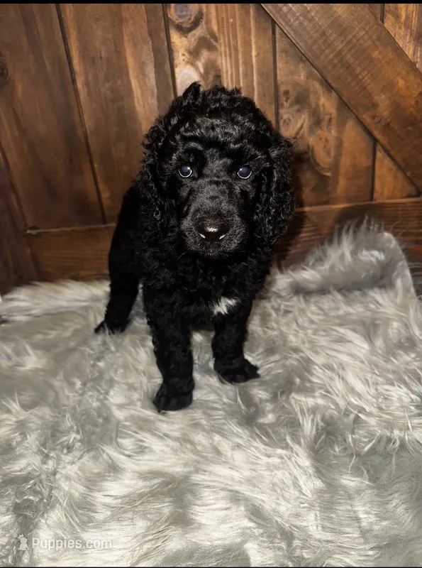 Duke , a male Poodle - Standard  for sale in Lancaster, SC – Photo 1 of 1