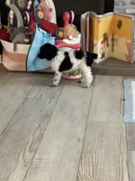 Penelope , a female Poodle - Standard  for sale in Lancaster, SC – Photo 2 of 3