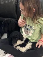 Penelope , a female Poodle - Standard  for sale in Lancaster, SC – Photo 3 of 3