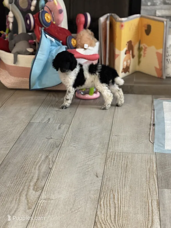 Chi Chi  – Poodle - Standard  puppy for sale in Lancaster, SC