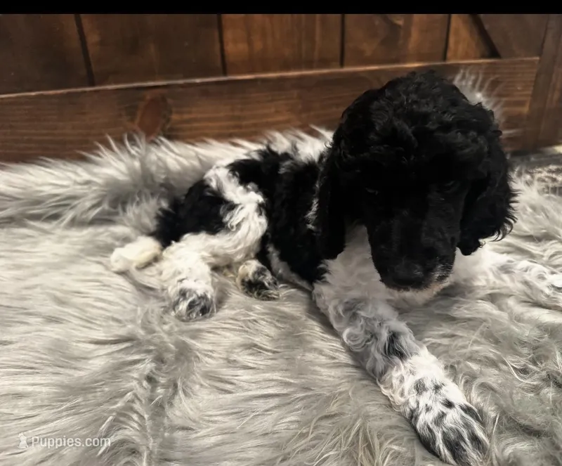 Chi Chi , a female Poodle - Standard  for sale in Lancaster, SC – Photo 1 of 1