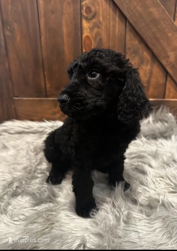 Blue , a male Poodle - Standard  for sale in Lancaster, SC – Photo 1 of 1