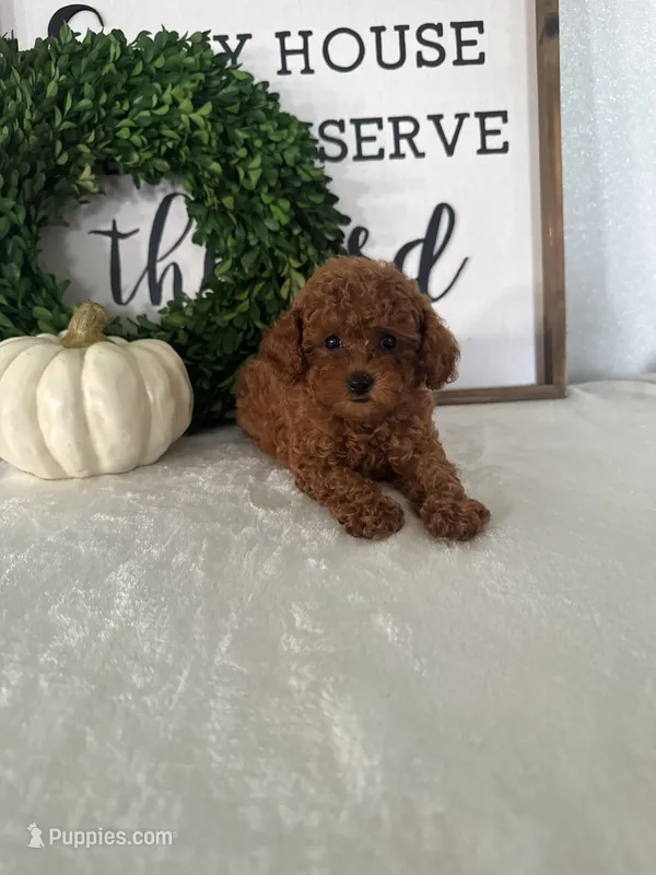 Ari – Poodle - Toy  puppy for sale in Goshen, IN