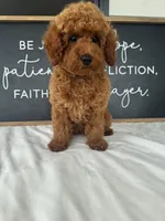 Allie , a female Poodle - Toy  for sale in Goshen, IN – 3 of 6