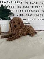 Ace, a male Poodle - Toy  for sale in Goshen, IN – 3 of 6