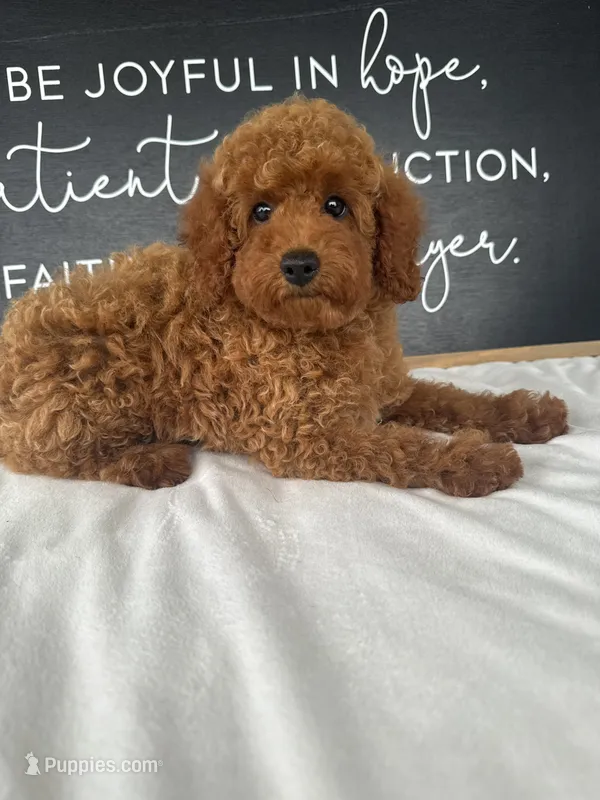 Allie  – Poodle - Toy  puppy for sale in Goshen, IN