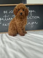 Allie , a female Poodle - Toy  for sale in Goshen, IN – 5 of 6
