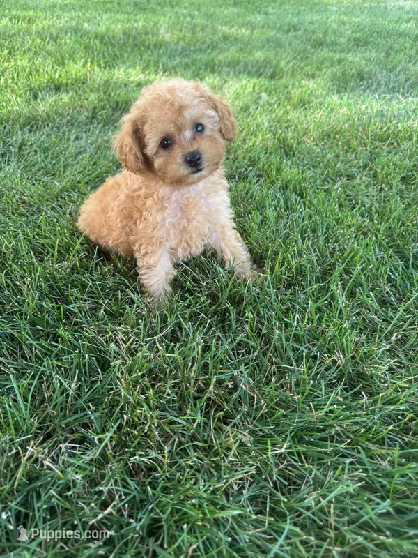 Arlo – Poodle - Toy  puppy for sale in Goshen, IN