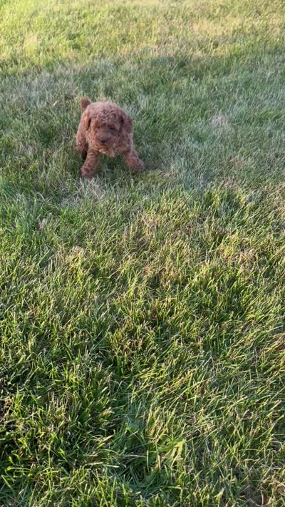 Allie , a female Poodle - Toy  for sale in Goshen, IN – 5 of 5