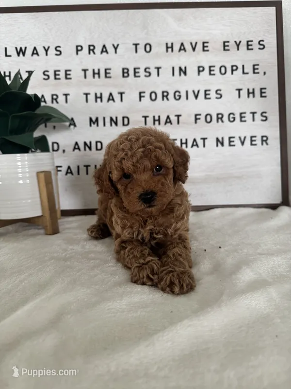 Ace – Poodle - Toy  puppy for sale in Goshen, IN