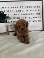 Ace, a male Poodle - Toy  for sale in Goshen, IN – 1 of 6