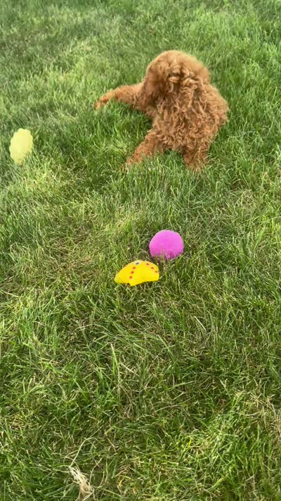 Allie , a female Poodle - Toy  for sale in Goshen, IN – 6 of 6
