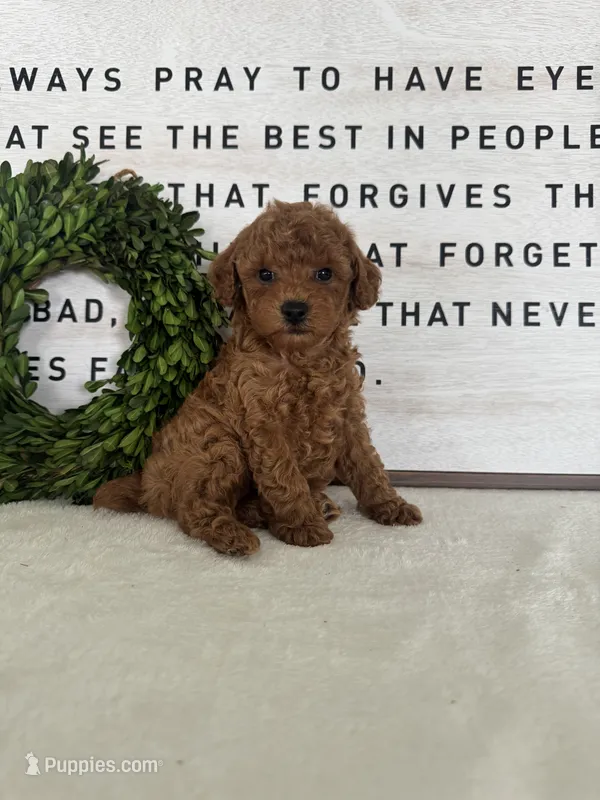 Archie – Poodle - Toy  puppy for sale in Goshen, IN