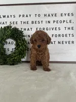 Archie, a male Poodle - Toy  for sale in Goshen, IN – 3 of 4