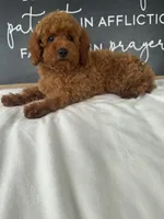 Allie , a female Poodle - Toy  for sale in Goshen, IN – 4 of 6