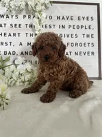 Allie , a female Poodle - Toy  for sale in Goshen, IN – 3 of 5