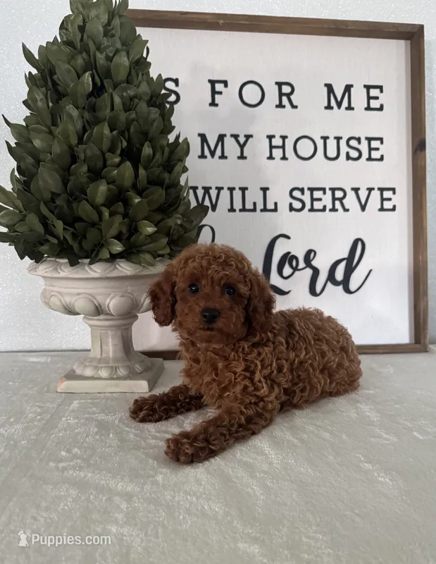 Allie  – Poodle - Toy  puppy for sale in Goshen, IN