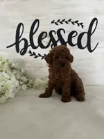 Ari, a female Poodle - Toy  for sale in Goshen, IN – 3 of 6