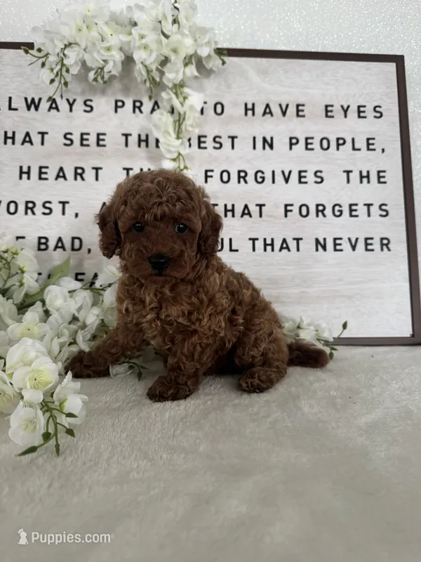 Allie  – Poodle - Toy  puppy for sale in Goshen, IN