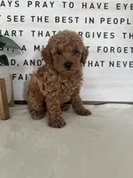 Ace, a male Poodle - Toy  for sale in Goshen, IN – 2 of 6
