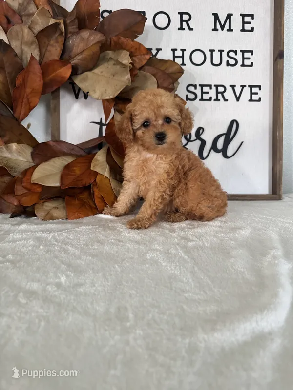 Arlo – Poodle - Toy  puppy for sale in Goshen, IN