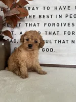 Arlo, a male Poodle - Toy  for sale in Goshen, IN – 5 of 6