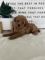 Ace, a male Poodle - Toy  for sale in Goshen, IN – 5 of 6