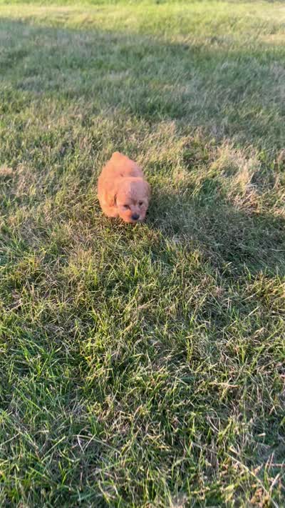 Arlo, a male Poodle - Toy  for sale in Goshen, IN – 6 of 6