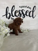 Ari, a female Poodle - Toy  for sale in Goshen, IN – 4 of 6