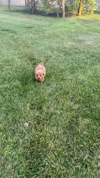 Ace, a male Poodle - Toy  for sale in Goshen, IN – 6 of 6