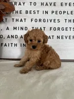 Arlo, a male Poodle - Toy  for sale in Goshen, IN – 2 of 6