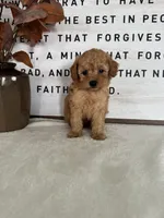Arlo, a male Poodle - Toy  for sale in Goshen, IN – 3 of 6