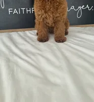 Allie , a female Poodle - Toy  for sale in Goshen, IN – 2 of 6