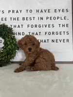 Archie, a male Poodle - Toy  for sale in Goshen, IN – 2 of 4