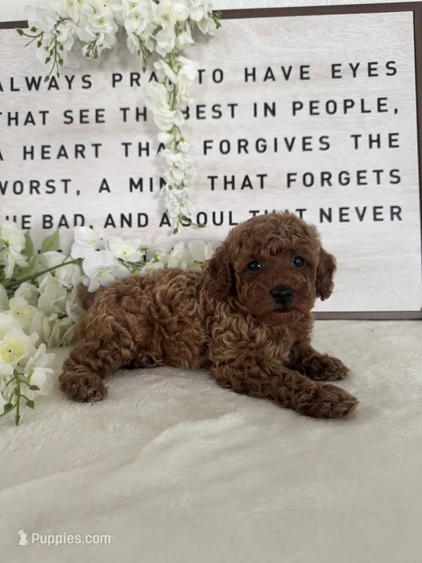 Allie  – Poodle - Toy  puppy for sale in Goshen, IN