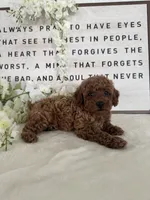 Allie , a female Poodle - Toy  for sale in Goshen, IN – 2 of 5