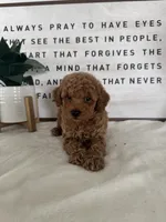 Ace, a male Poodle - Toy  for sale in Goshen, IN – 4 of 6