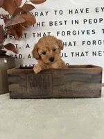 Arlo, a male Poodle - Toy  for sale in Goshen, IN – 4 of 6