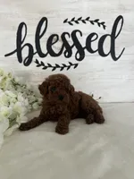 Ari, a female Poodle - Toy  for sale in Goshen, IN – 2 of 6