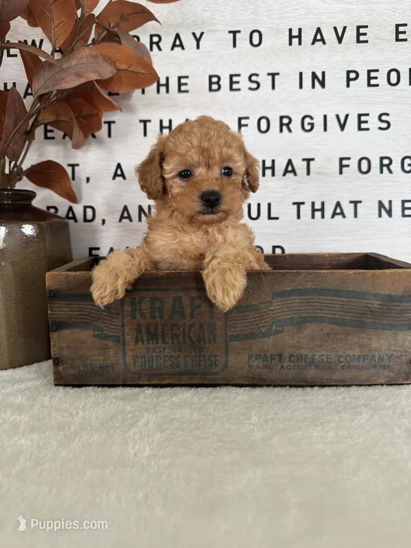 Arlo – Poodle - Toy  puppy for sale in Goshen, IN