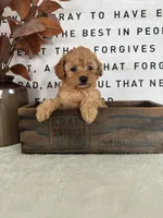 Arlo, a male Poodle - Toy  for sale in Goshen, IN – 1 of 6