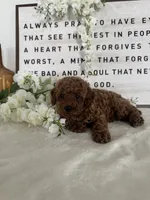 Allie , a female Poodle - Toy  for sale in Goshen, IN – 4 of 5