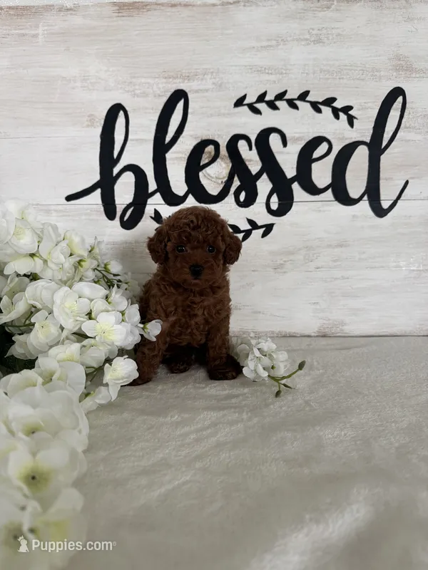 Ari – Poodle - Toy  puppy for sale in Goshen, IN
