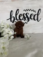 Ari, a female Poodle - Toy  for sale in Goshen, IN – 1 of 6