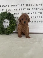 Archie, a male Poodle - Toy  for sale in Goshen, IN – 4 of 4