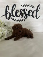 Ari, a female Poodle - Toy  for sale in Goshen, IN – 5 of 6